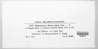 Melampsora salicis-albae image